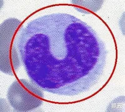 接种新冠病毒疫苗后,你的身体内会发生什么变化?
