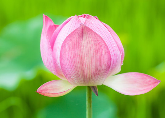 星临天下|9月上旬，4属相运势上涨，财旺桃花开，生活锦上添花