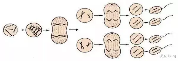 胚胎干细胞 Cell: 人造精子成真！人类的繁衍不需要男人了？
