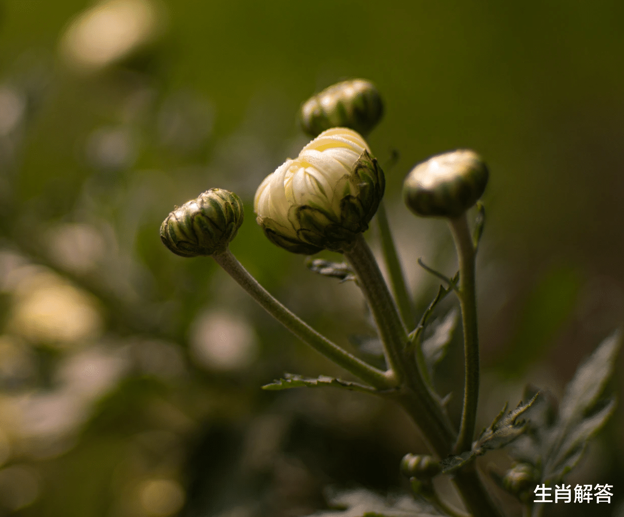 生肖解答|7月，喜撞桃花运，拨云见日，痴心不悔，3星座尘缘难舍，破冰复合