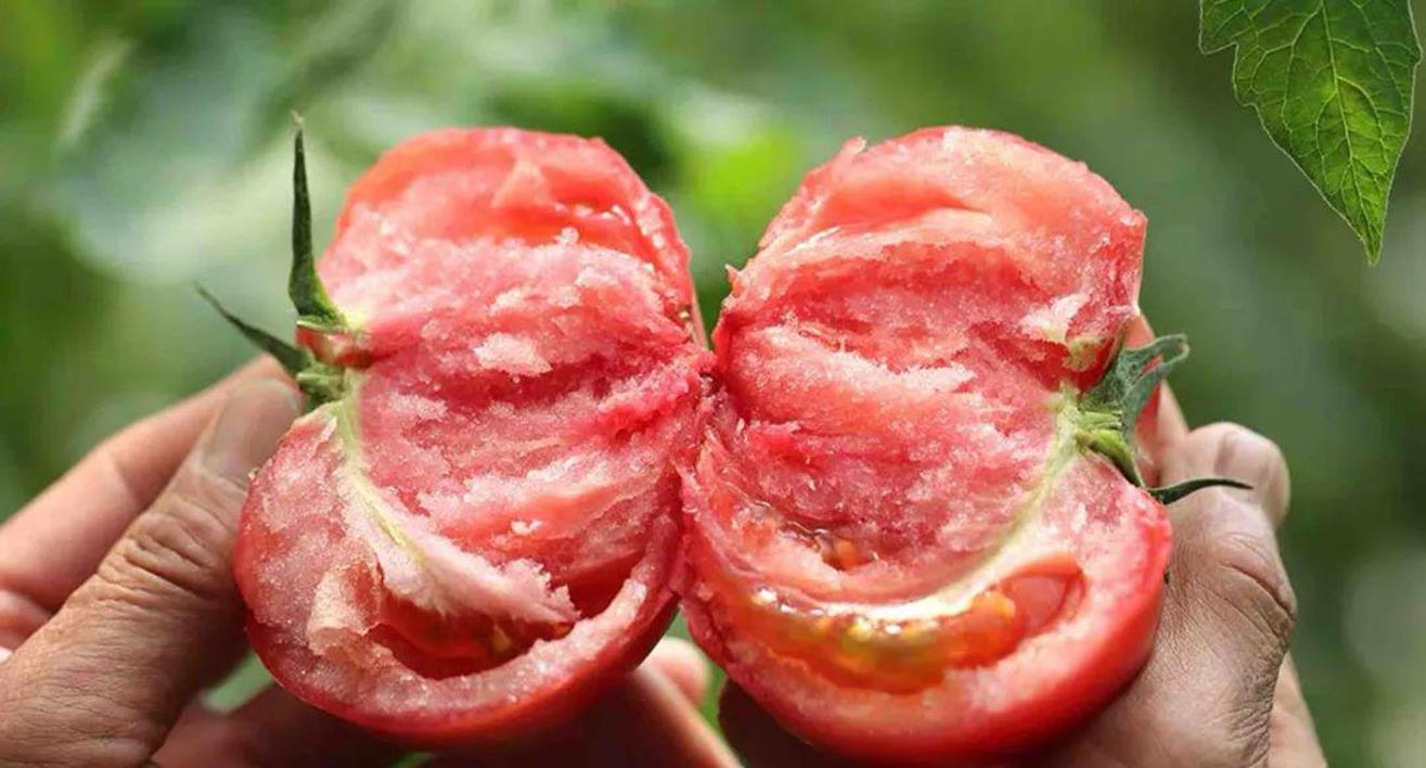 西红柿还分“公母”？老菜农：牢记这4点，沙甜多汁，一挑一个准