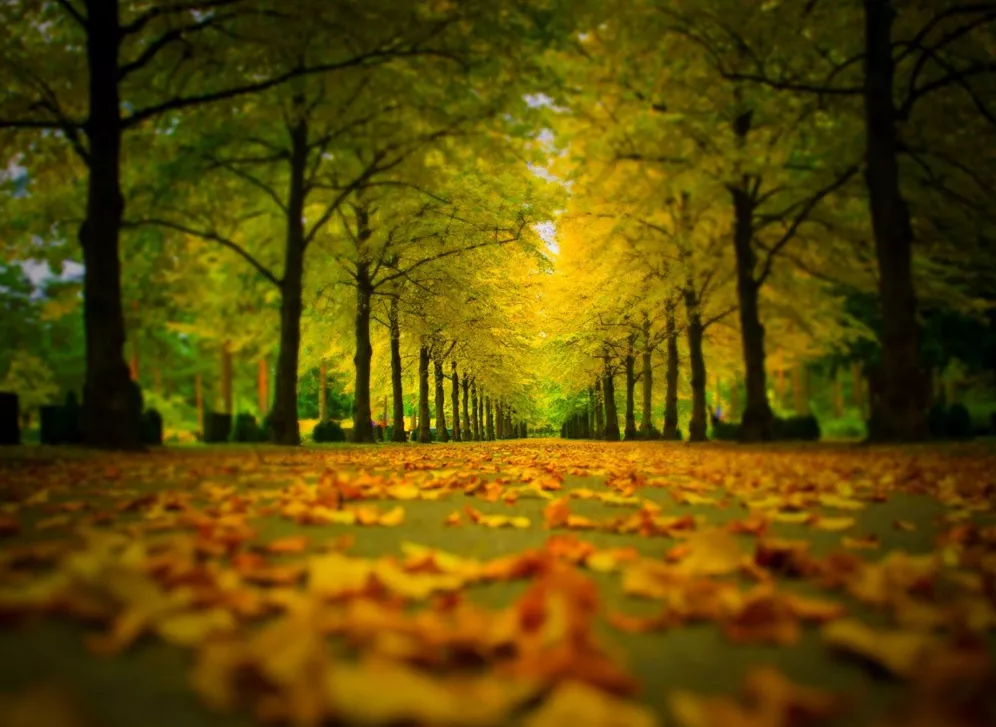 10月23日 九月十八 霜降节气,十二生肖运势与注意事项