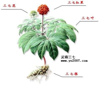 心脏|血有瘀百病生，简单一招祛血瘀，强心脏，抗衰老~