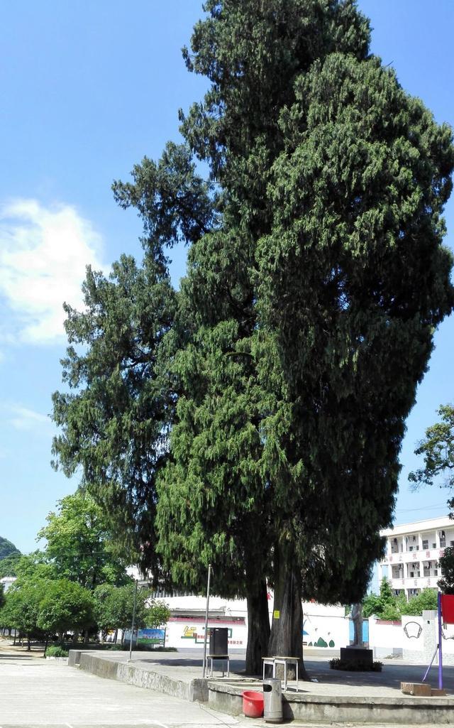 萌听小春姐 广西参议长蒋继伊(23)宁为田舍翁,不为中郎将