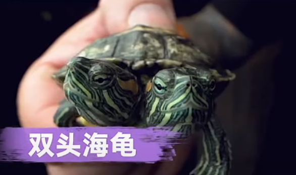 什么样的环境造就了这6个奇特的生物!趣闻!