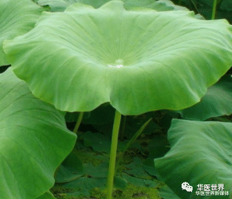 华医世界新媒体|刘渡舟教授临床极效头痛案，最快2剂治愈