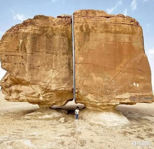 猩猩 30张罕见的照片，双头蛇2个头同时吃东西，猩猩妈用小猩猩擦屁股