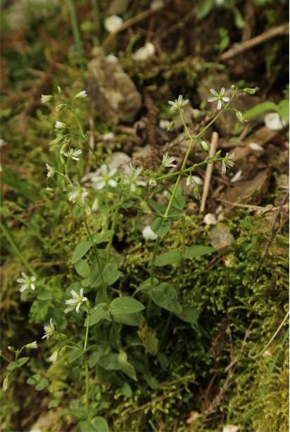 一地发现全球新物种！你见过吗？