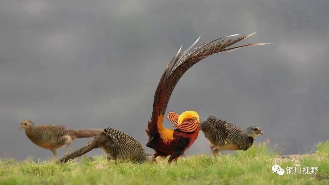 铜川周春辉 五一假期，我们一起爬山，用镜头记录美丽的大自然