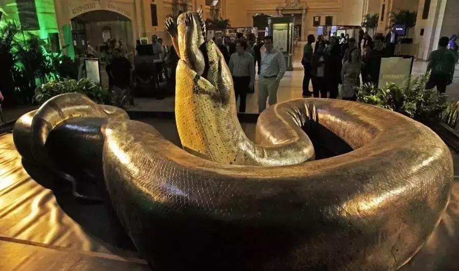 航天员 蟒蛇体型较大，体重高达一吨，或许可以称作“蛟龙”的存在