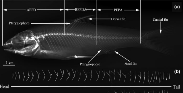 基因|华中农业大学找到控制鱼刺基因, 科技改变生活, 未来也许不犯愁吐刺