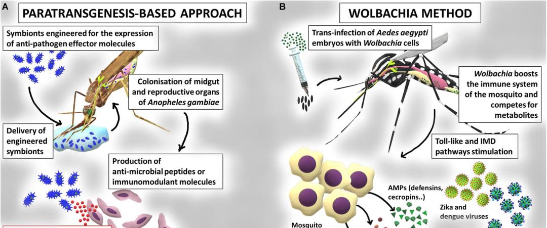 蚊子 基因蚊子能消灭野生蚊子吗?巴西用惨痛教训给了我们答案