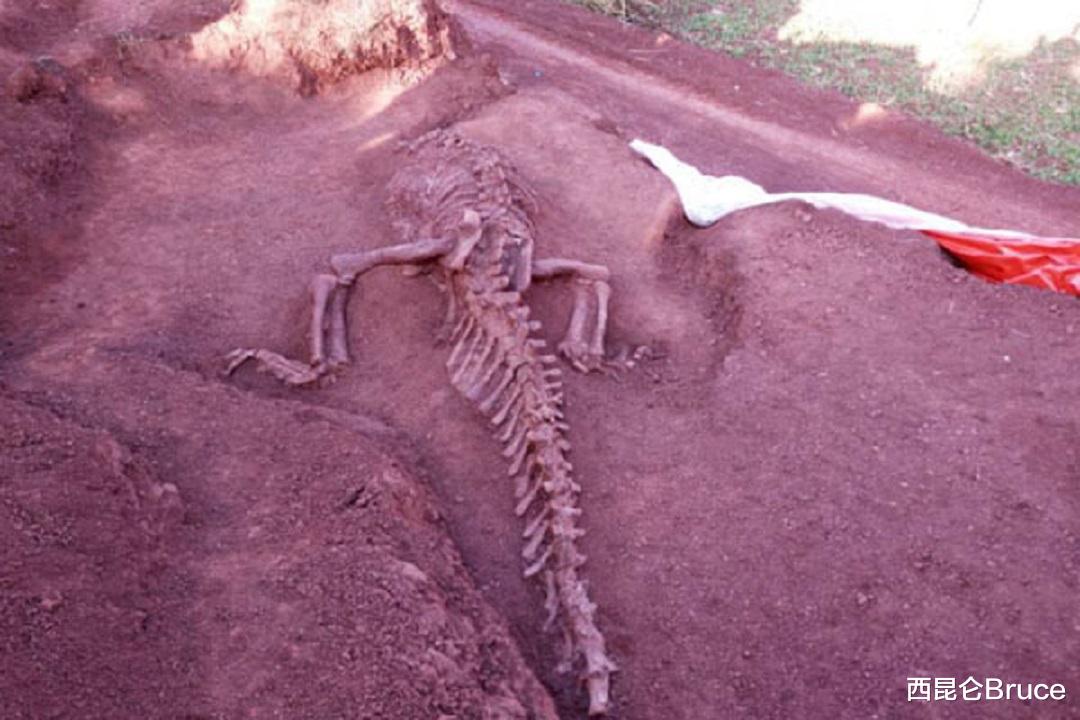 恐龙 云南再度出名!禄丰时隔83年再现恐龙化石,大雨冲刷无意发现骨架