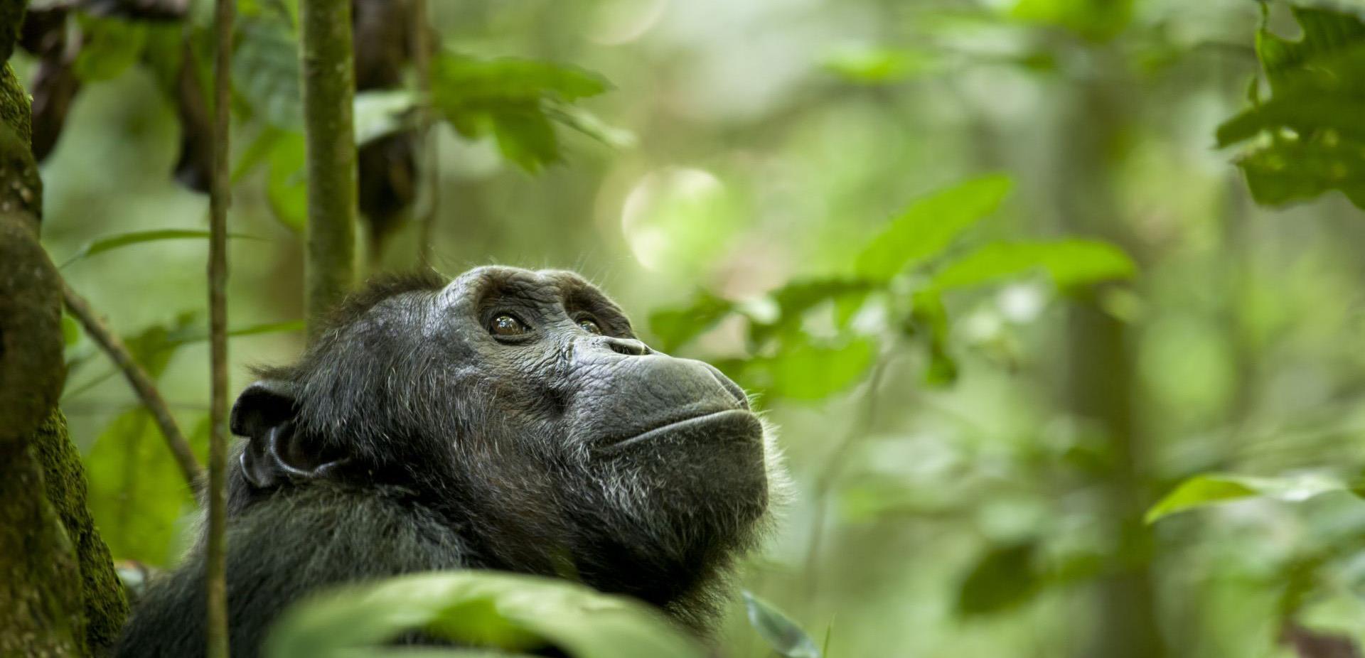 非洲一隻黑猩猩，是怎麼把艾滋病傳給非洲黑人，再傳到全世界的？-圖4