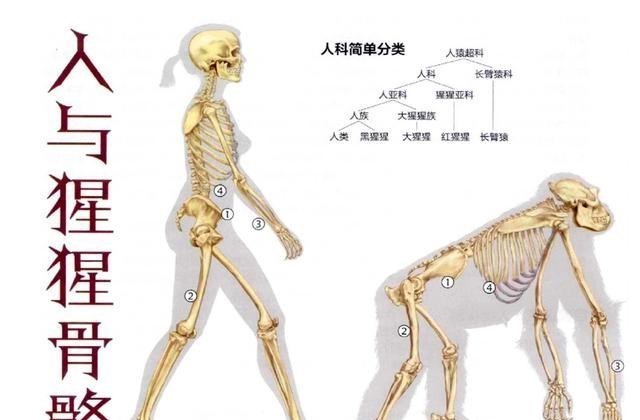 人和猩猩有206块骨头,为何中日只有204块?还会再生长吗?