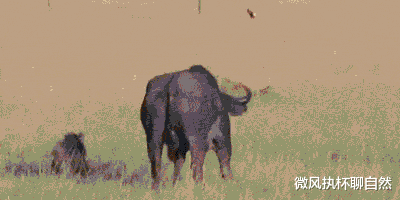 鬣狗 草原上的虚竹，鬣狗号称二哥，实力非凡却四处挨打，寻求人类安慰