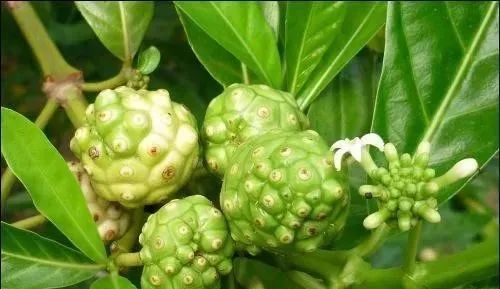 健康知识小讲堂|诺丽果营养成分之活性酵素