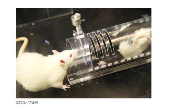 通过老鼠研究人类为什么会有同情心