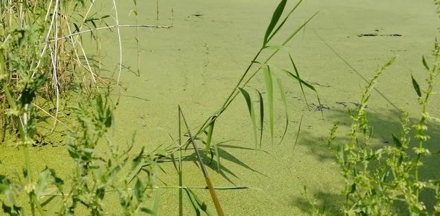 |野钓黑鱼学会这样选择钓点和钓位，再也不怕钓不到！