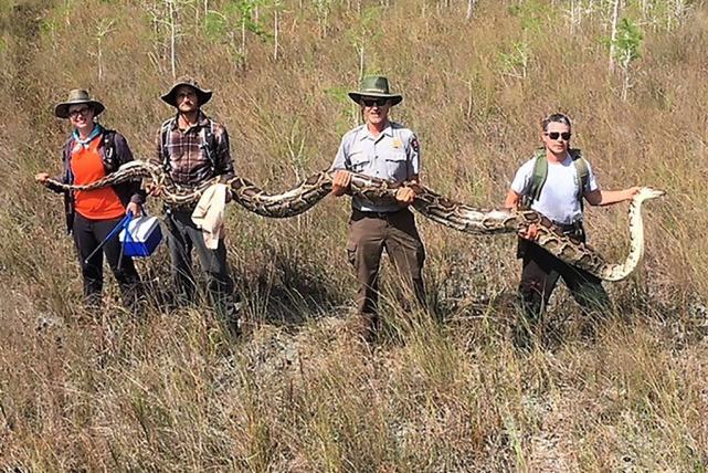 緬甸蟒在美國泛濫，幾十萬條大蛇難逢敵手，全職獵人也無計可施-圖9