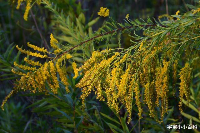  植物之间的“领地争夺”，一场没有硝烟的“战争”