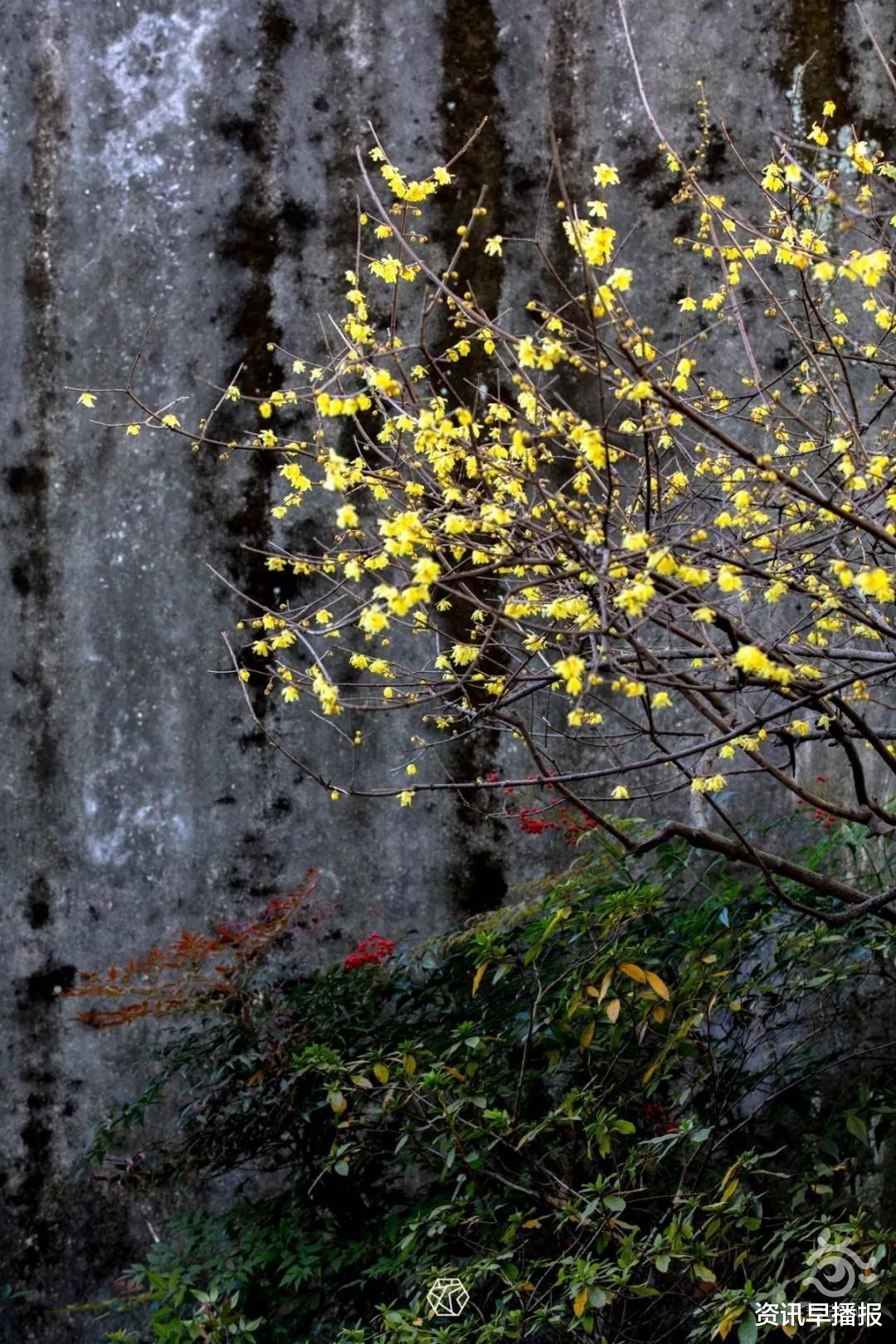 乡村旅游|“真香”现场 ！苏州东山古镇嘉树堂里两棵300多岁蜡梅上线