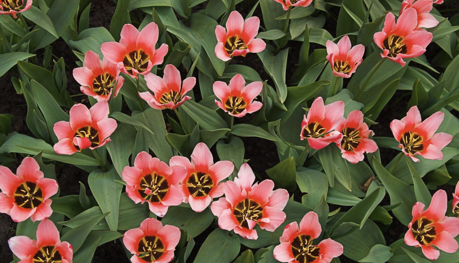 生肖|8月，职场顺遂，前程似锦，苦尽甜来，3生肖努力有回报，每天赚大钱