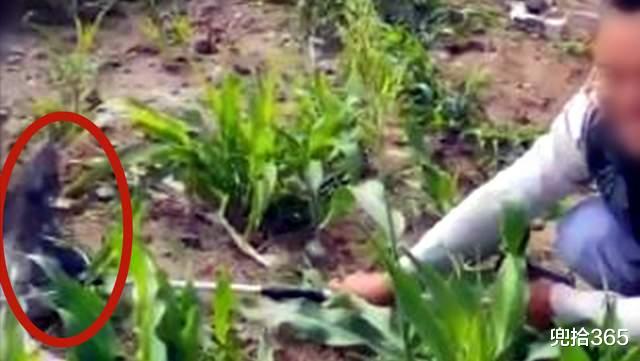 鳄鱼|罕见!广东一男子野钓意外收获“四脚鱼”,结果还把警察惊动了