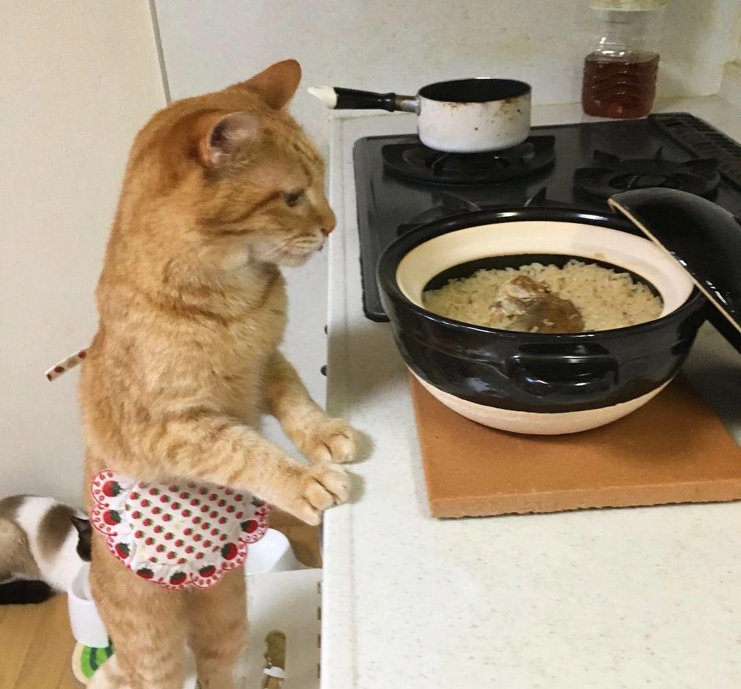 蔡宏志聊时尚|日本网友晒猫照走红ins，一人一猫，一日三餐