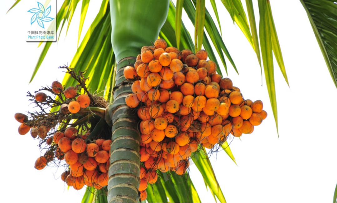 口腔癌|你吃槟榔的时候，槟榔也在吃你