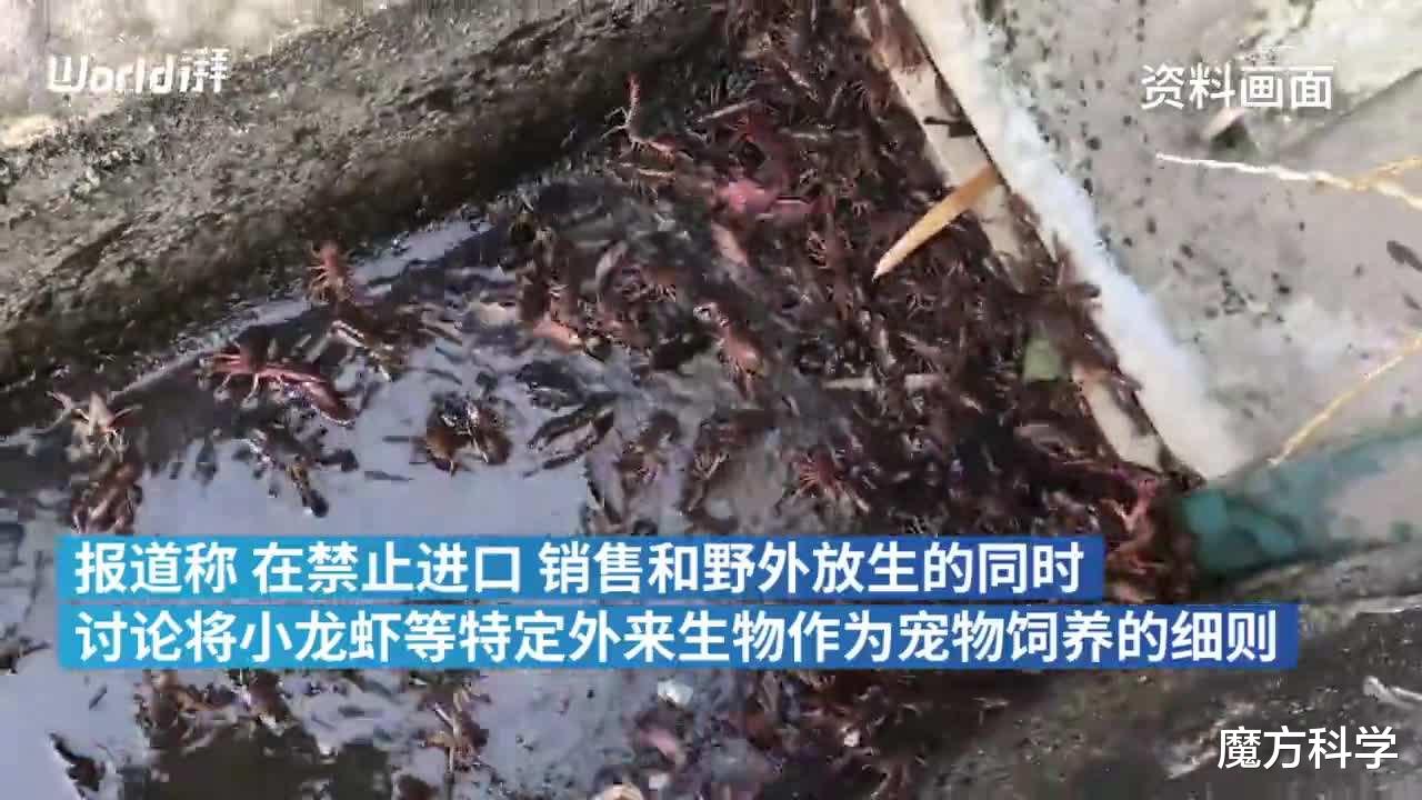 英国|还能吃什么？英国或将禁食龙虾、螃蟹，原因：它们有知觉，会痛