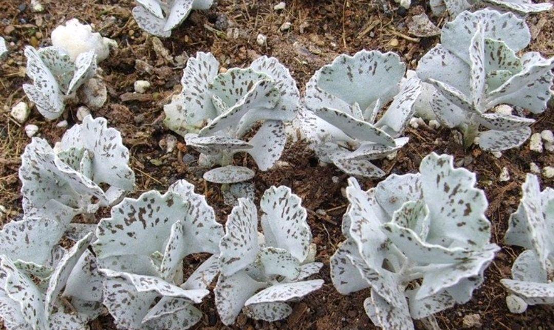 园艺印象|多肉白雀扇常被叫做“雀扇水泡”,其实它与落地生根是一家