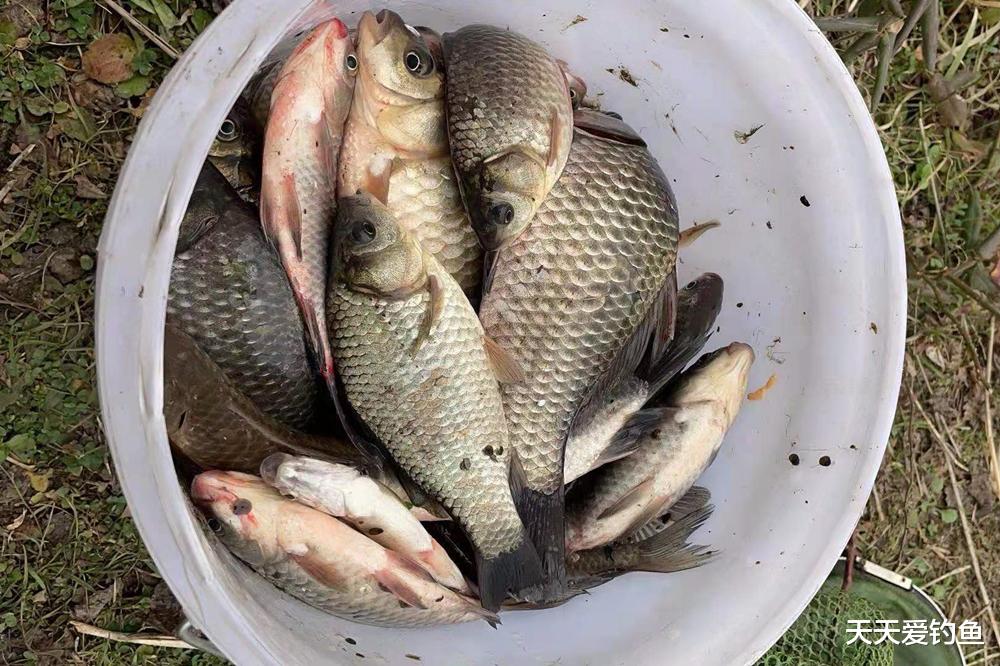 |冬季钓鱼，这种钓法有5大优势，气温低效果越好，大鲫一钓一个准