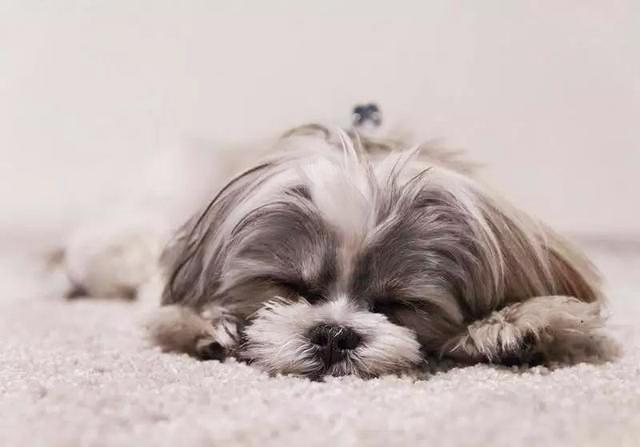 基因 人类为什么要让动物回交，回交有什么好处吗？