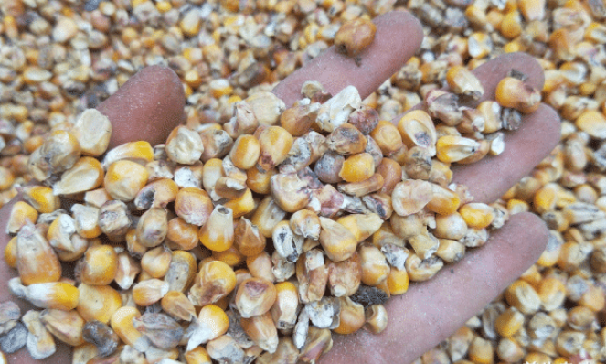 肝脏|多所医院联合呼吁，1种“粗粮”比烟酒还伤肝，赶快停止食用，撤离餐桌