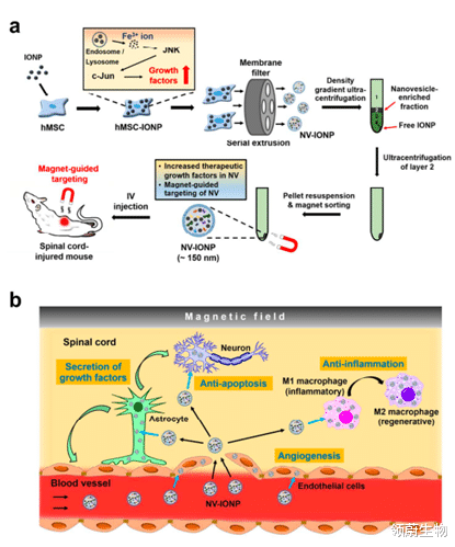 科学号 新综述  除了间充质干细胞，它的外泌体也是脊髓损伤的“良药”