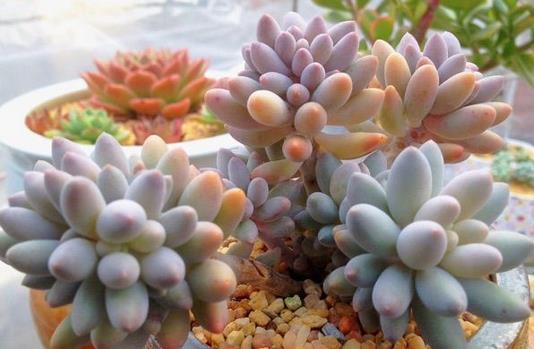 植萌|被这颗彩色的果冻婴儿手指迷住了