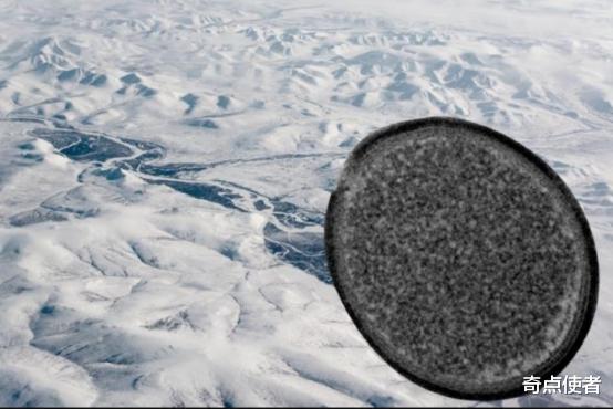 科学家 3万年前的种子被复活，开出白色花朵，研究者：这不是一个好消息