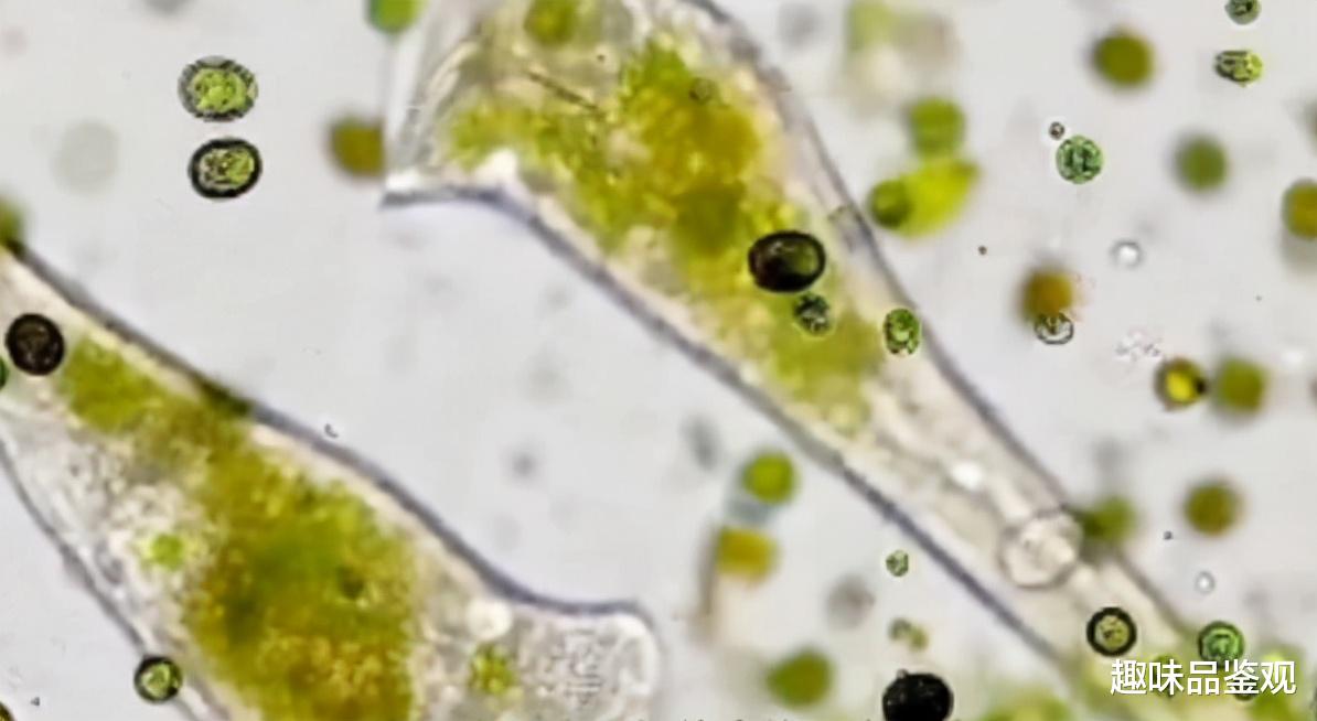 雷诺纬度|宇宙是高纬度生物体内的一个细胞？人类困在里面，永远逃不出来？