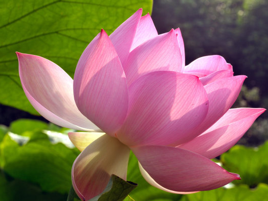 星临天下|9月15日开始，吉星照耀，4属相福气多多，事事顺利，横财进家门
