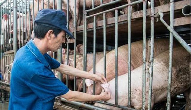 猪肉|多家基金撤离生猪板块,猪企股价集体走软,“5元猪”真的要来?