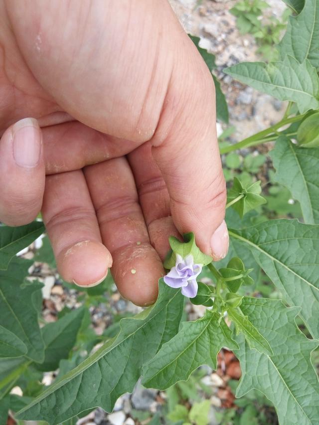 农村见闻 农村果实像灯笼的野草，曾是儿时的玩具，原来它价值这么多涨知识了