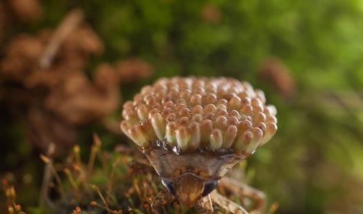 昆虫 河边长得像“金针菇”的植物，其实是一种昆虫，小心被别被咬了