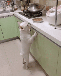 每天都是潮人|偶遇穿旗袍的小姐姐,为防止坏人企图不轨,我直接把她带回了家!