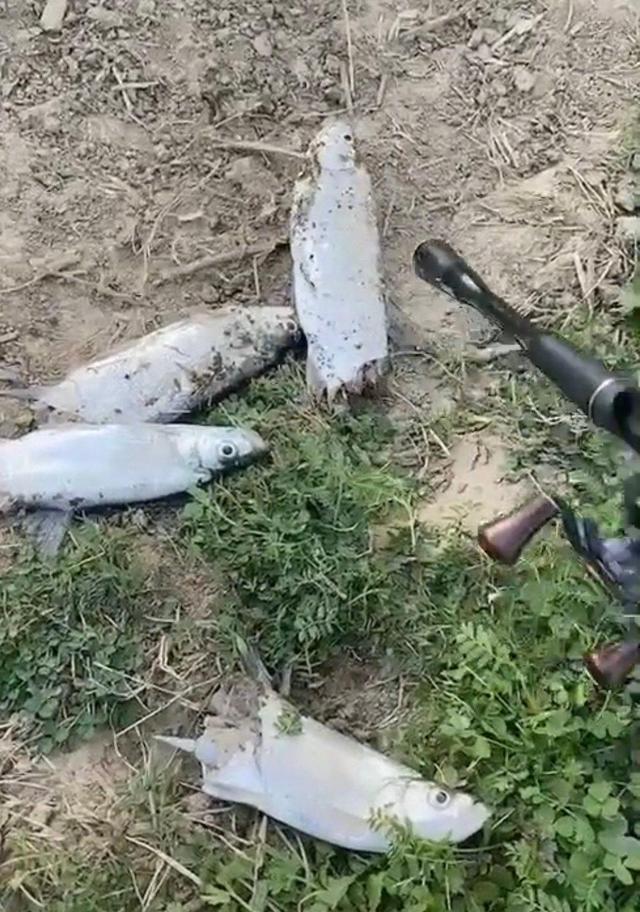 珠江|珠江钓起来的鱼,鱼身少了一截,什么东西咬的?