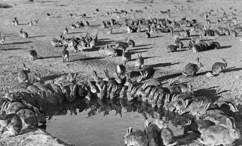 兔子 我们该如何拯救回溯鱼？人类发明了鱼梯，鱼却爬不上去