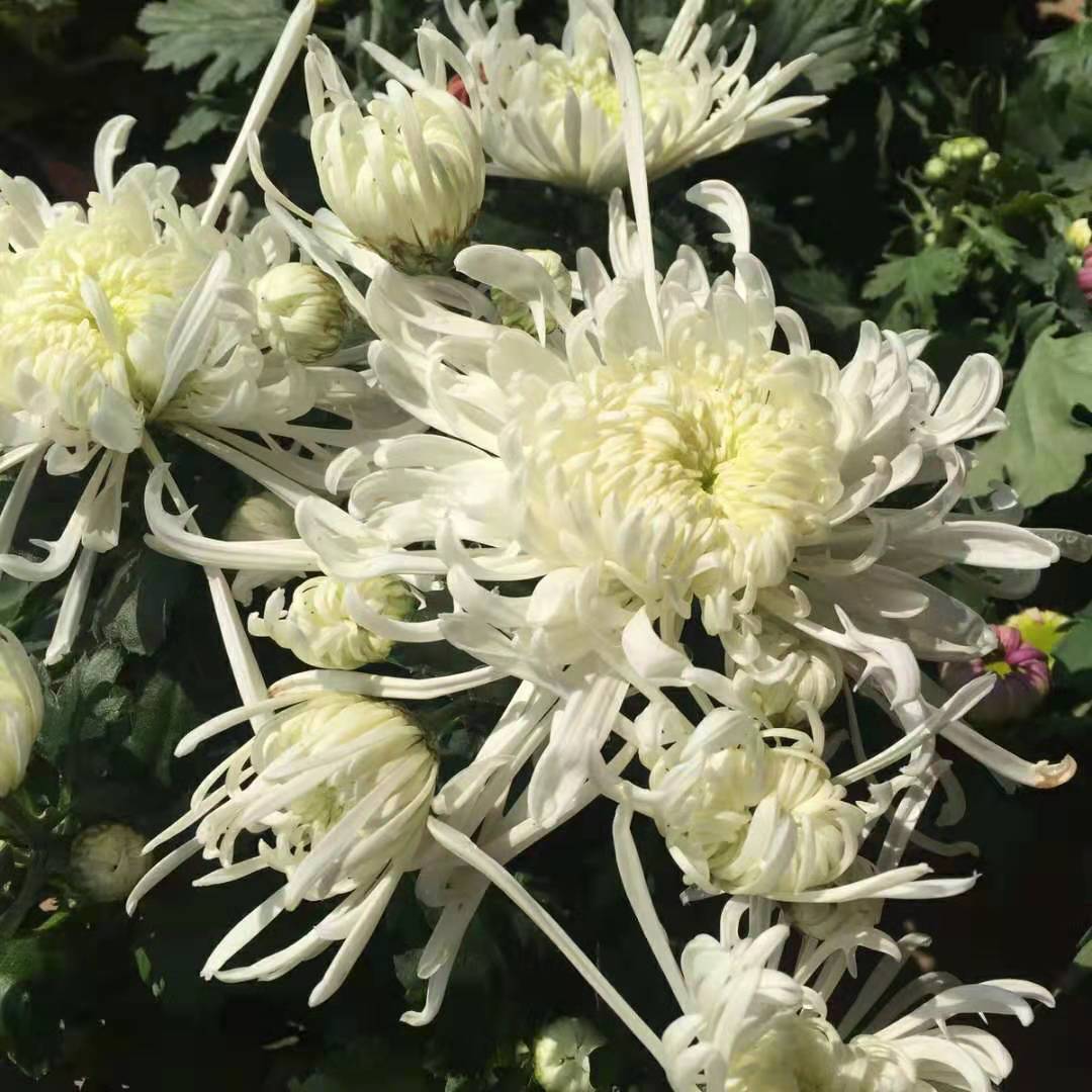 向阳园艺 秋冬季节，家里一定要养盆菊花，花中之王，开花巨漂亮