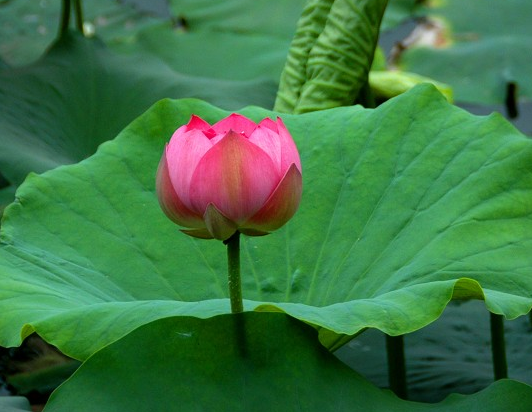 生肖|8月中旬，吉星庇佑，4属相事业有成，财运大旺，前途一片光明