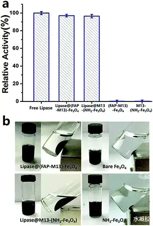病毒模板磁性复合水凝胶用于表面固定模拟游离脂肪酶