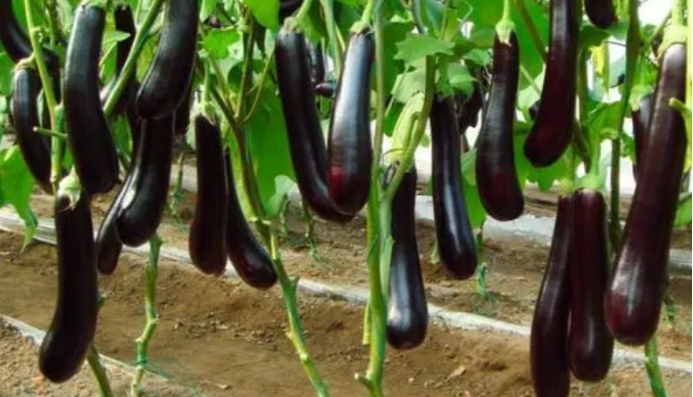 雪雪的鱼|3种食物是“升脂大户”，医生提醒：血脂高的人，劝你尽量少吃